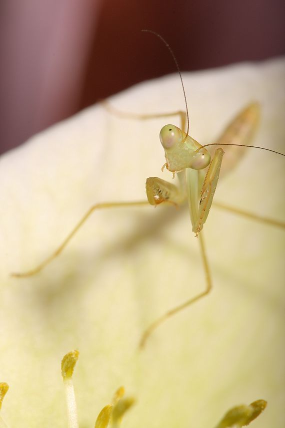 IMAGE: http://i20.photobucket.com/albums/b246/JACKMCENTIRE/DPP4_0001sharp20.png