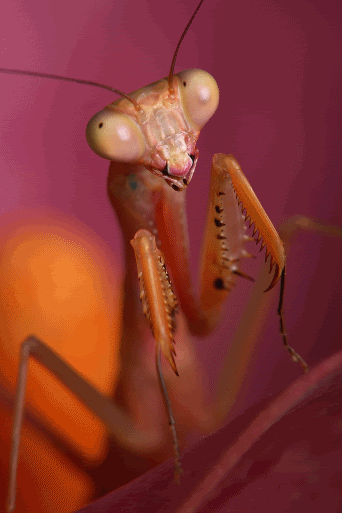 IMAGE: http://i20.photobucket.com/albums/b246/JACKMCENTIRE/DPP5_0001_0002EDIT.gif