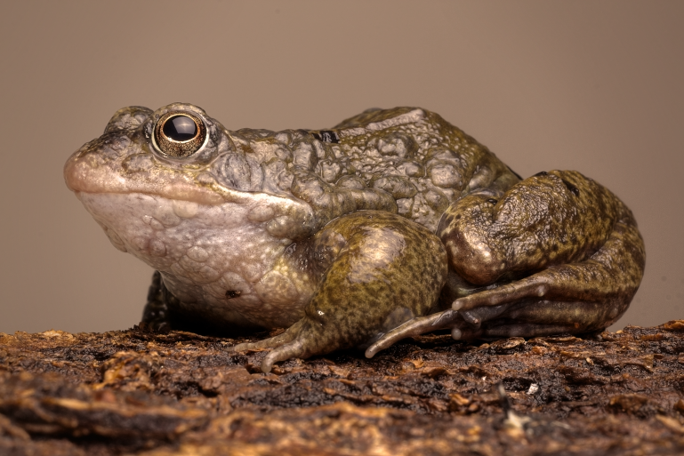 IMAGE: http://i20.photobucket.com/albums/b246/JACKMCENTIRE/DPP5_0001_3_2_tonemappedEDIT18.png