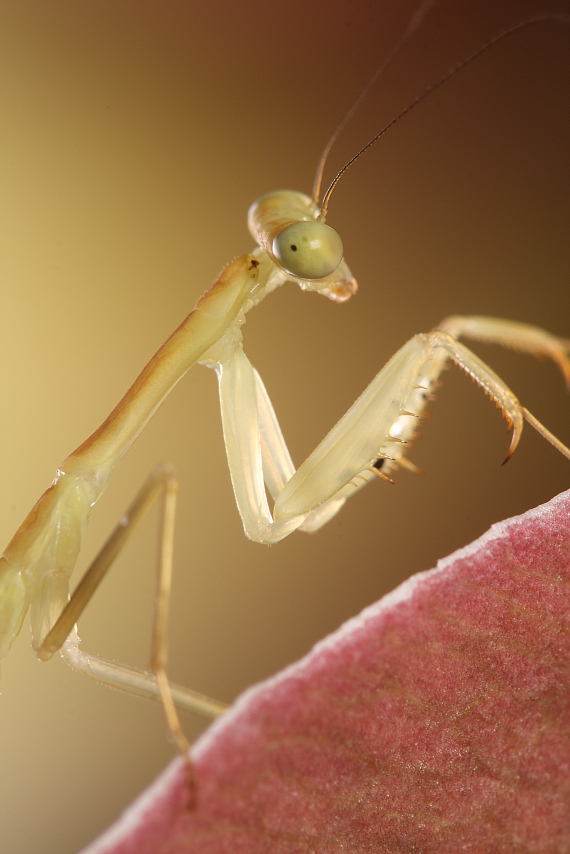 IMAGE: http://i20.photobucket.com/albums/b246/JACKMCENTIRE/DPP5_0001sharp20.png