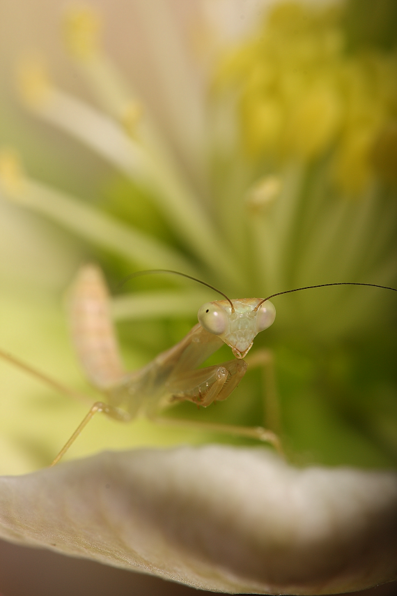 IMAGE: http://i20.photobucket.com/albums/b246/JACKMCENTIRE/DPP6_0001sharp20.png