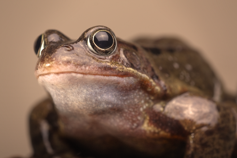 IMAGE: http://i20.photobucket.com/albums/b246/JACKMCENTIRE/DPP7_0001_3_2_tonemappedEDIT18.png