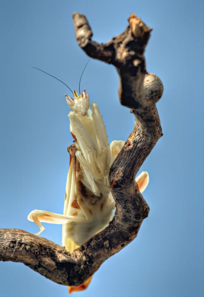 IMAGE: http://i20.photobucket.com/albums/b246/JACKMCENTIRE/DPP_0002_3_1_tonemapped.jpg