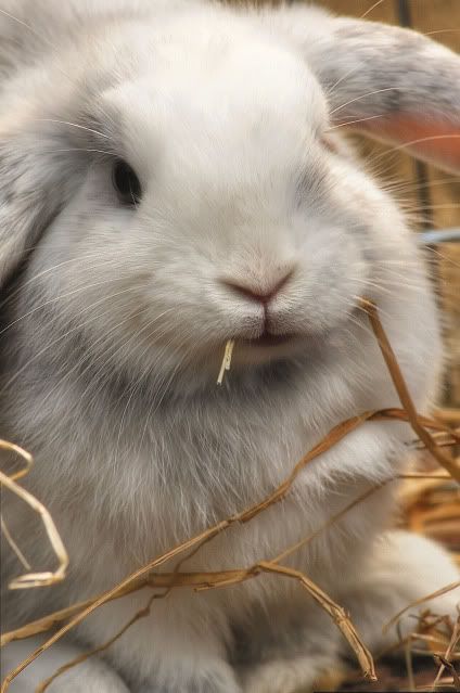 IMAGE: http://i20.photobucket.com/albums/b246/JACKMCENTIRE/Elmer1.jpg