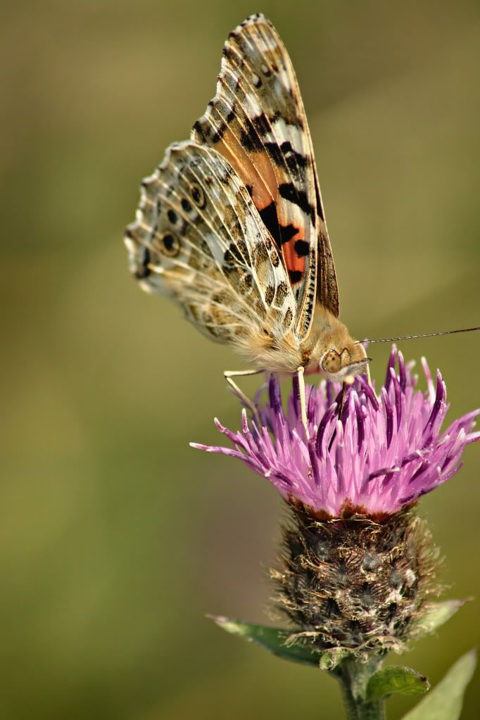 IMAGE: http://i20.photobucket.com/albums/b246/JACKMCENTIRE/Image1.jpg