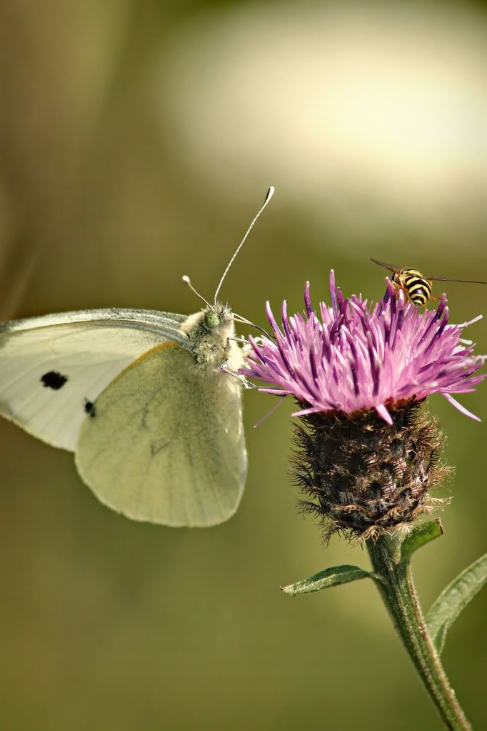 IMAGE: http://i20.photobucket.com/albums/b246/JACKMCENTIRE/Image2.jpg