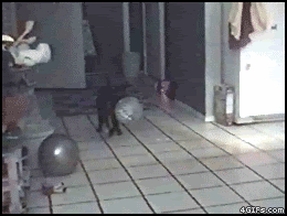 I could watch this for hours!