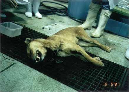 animal testing on dogs. Dog killed after being used in