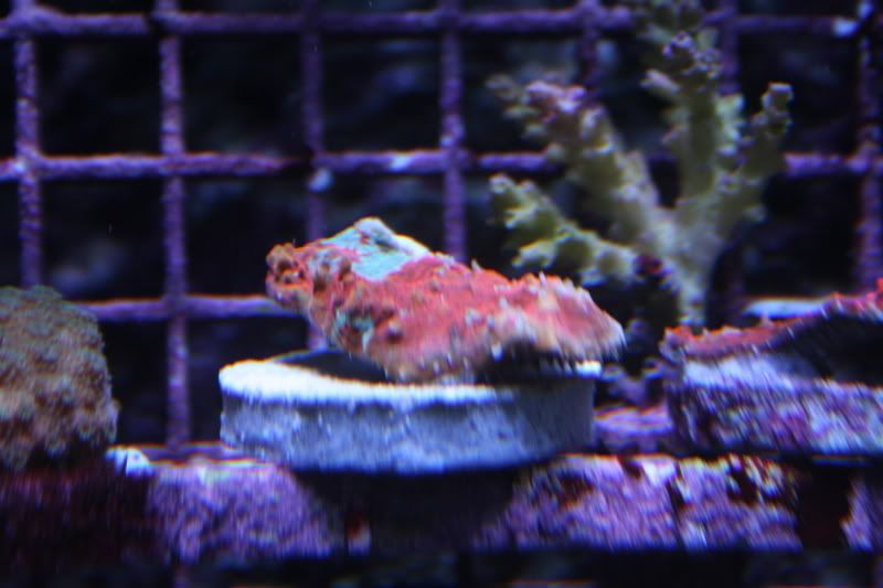 mastpiecechal.jpg