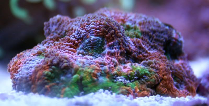 rainbow_acan.jpg
