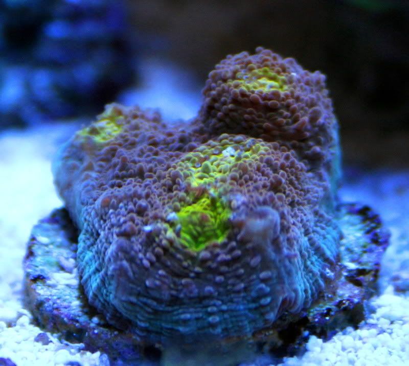 yelloweye2.jpg