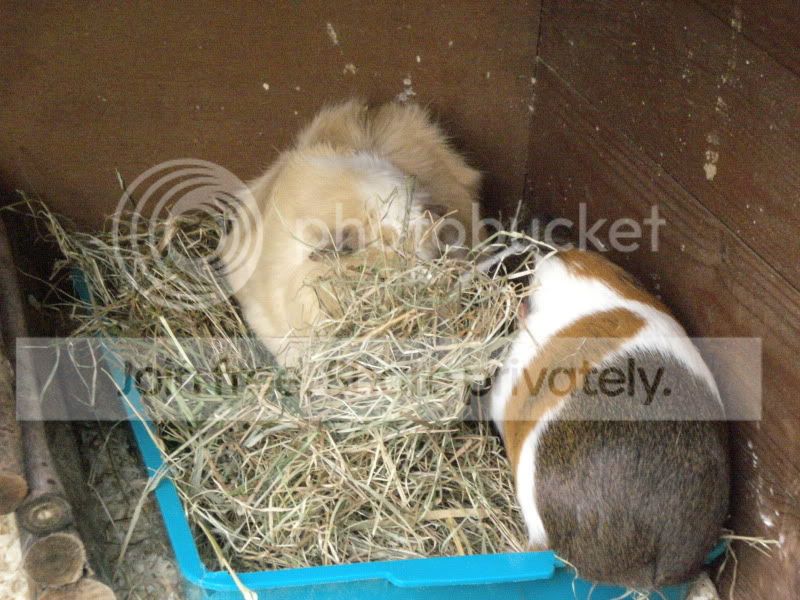 NothingLikeAFreshPileofHay.jpg