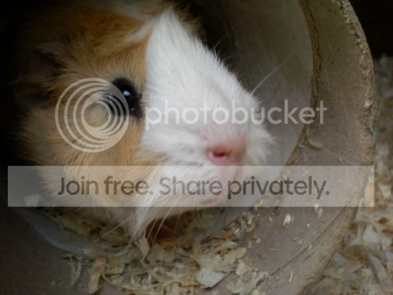 Peekaboo.jpg