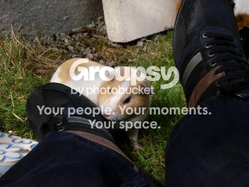 YummyShoe.jpg