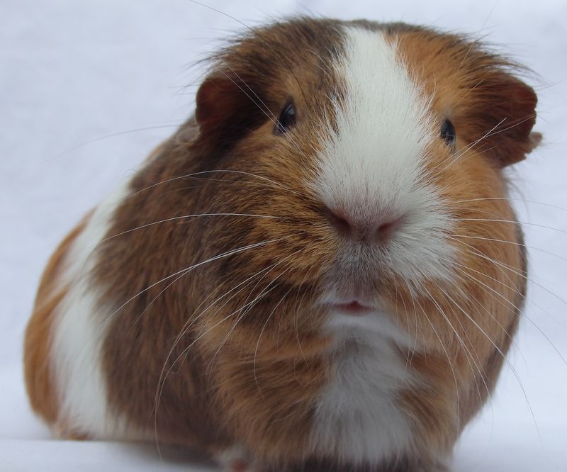 Muffin%202_zpssty2aisr.jpg