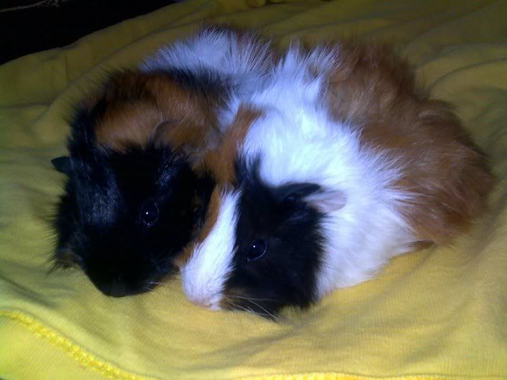 piggies.jpg