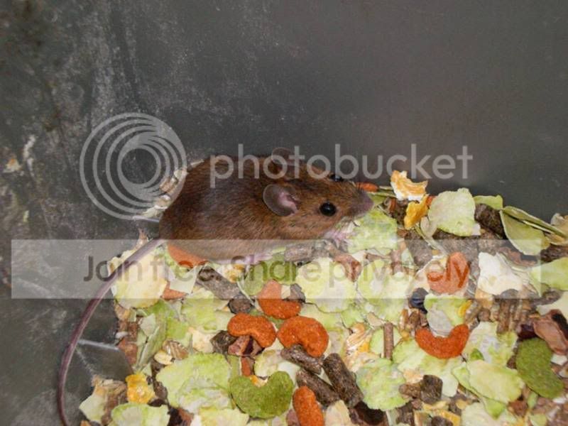 thiefmouse.jpg