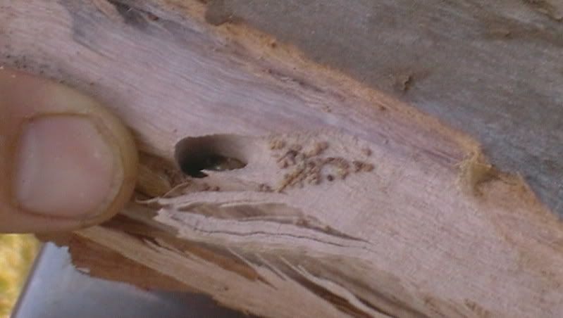 Boring worm in Eucalyptus wood | Arboristsite.com