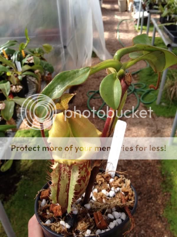 Nepenthes Tiveyi N. maxima x veitchii Rooted Cutting Carnivorous Plant 