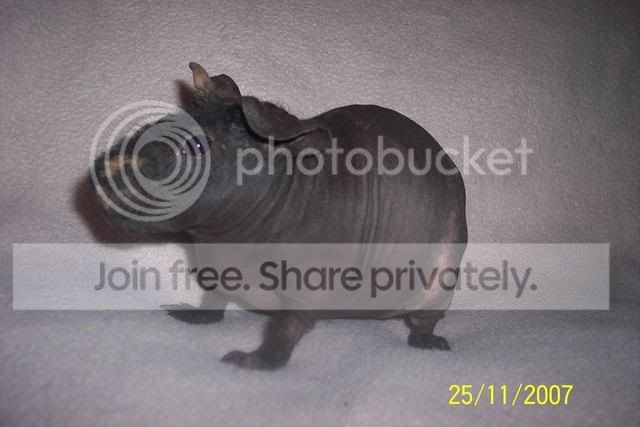 Kanika75.jpg