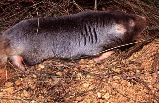 DuneMoleRat.jpg
