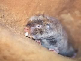 HottentotMoleRat.jpg