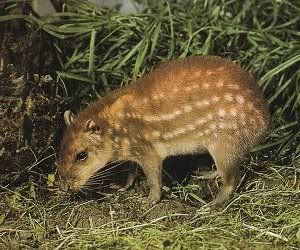 agoutipaca.jpg