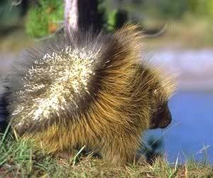 americanporcupine.jpg
