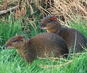 azarasagouti.jpg