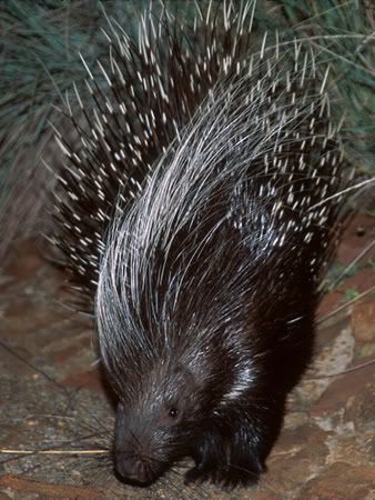 capeporcupine.jpg