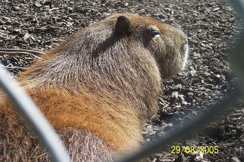 capybara06.jpg