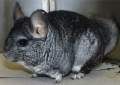 chinchilla01.jpg