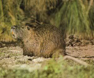 coypu.jpg