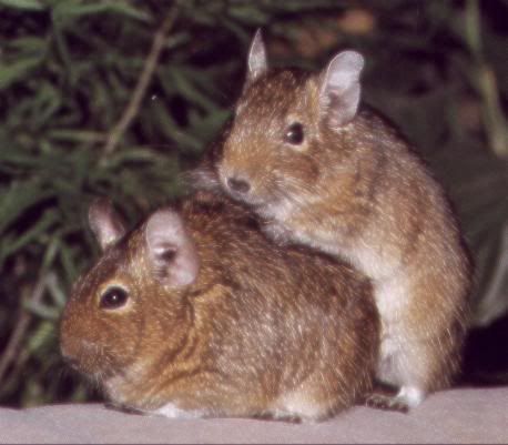 degu01.jpg
