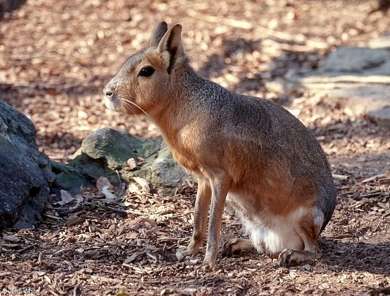 mara03.jpg