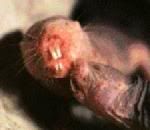 nakedmolerat03.jpg