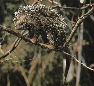 perhensiletailedporcupine.jpg