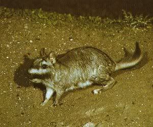 plainsviscacha.jpg