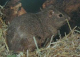 wildguineapig.jpg
