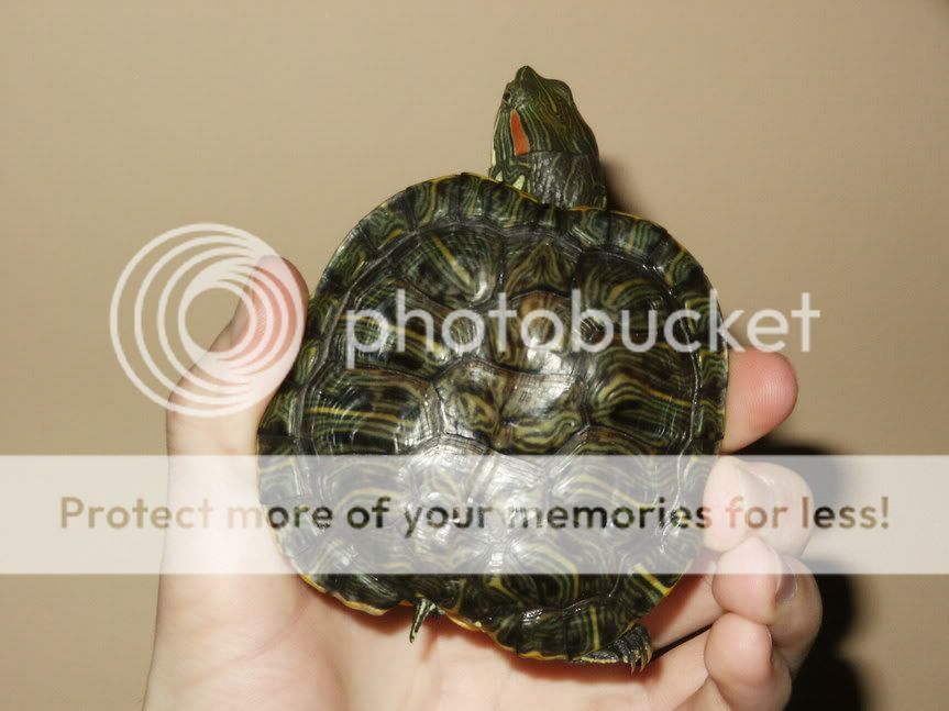 Deformed shell...is it possible to correct? - Big Pond - Turtle Forum