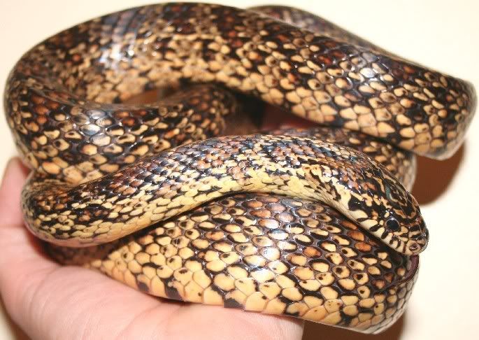 Speckled Jungle Corn pics | Reptile Forums