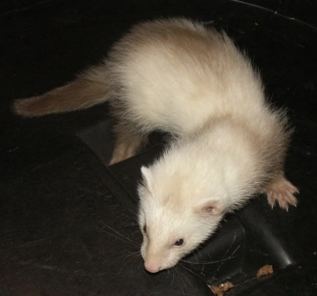 Het Angora Ferret Kits | Page 2 | Reptile Forums