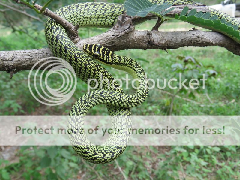 Trip To Thailand The Snakes Field Herp Forum