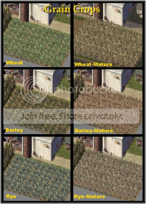 graincrops.jpg