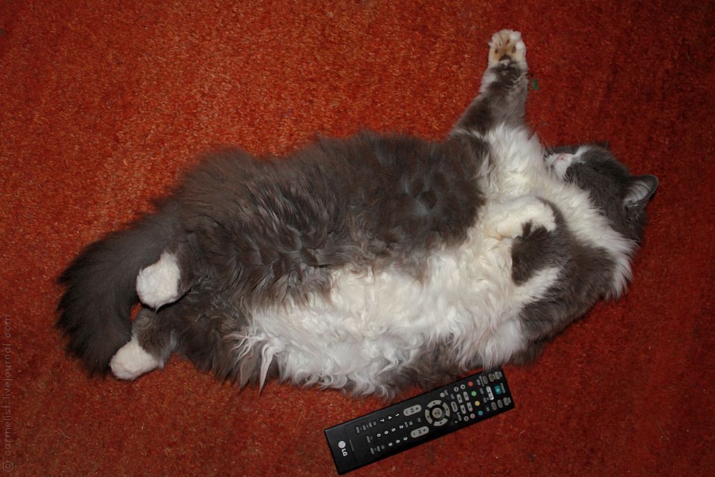 ftp://ftp.photobucket.com/Portrete/Kats/Nura-04.jpg