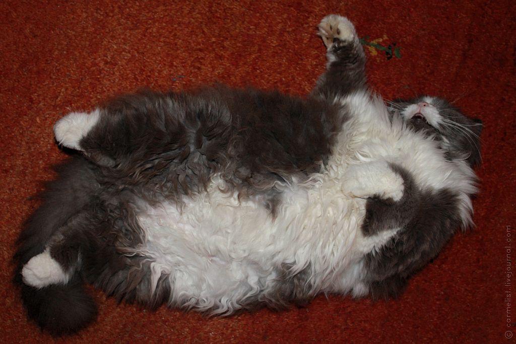 ftp://ftp.photobucket.com/Portrete/Kats/Nura-05.jpg